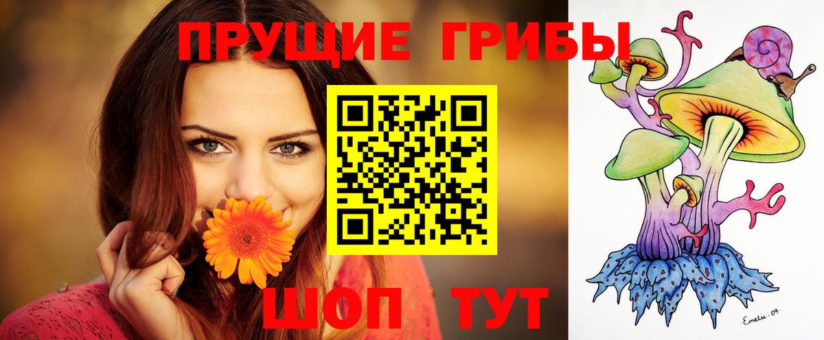 Галлюциногенные грибы Psilocybe Курчатов