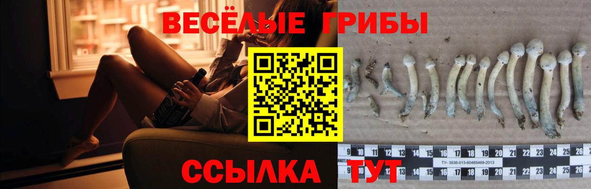 Курчатов  Галлюциногенные грибы прущие грибы  что такое   Вход с VPN 